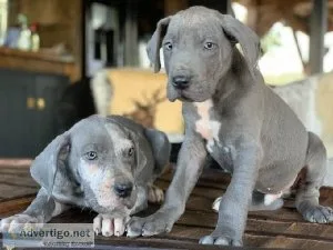 Show quality great dane puppies