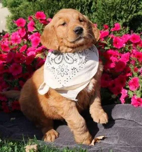 AKC Golden Retriever puppies