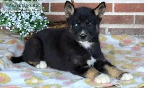 Siberian Husky Mix Puppy