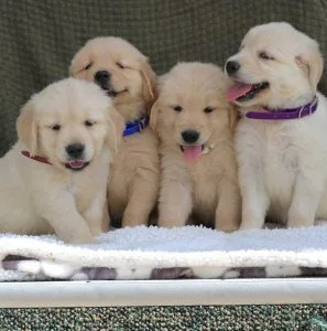 Golden Retriever Puppies
