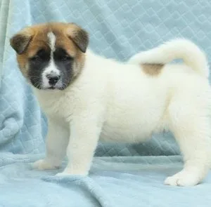 Akita Puppies for sale