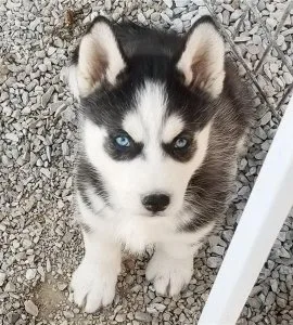 Siberian Husky 1 female 1 male