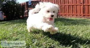 awesome Maltese Puppies