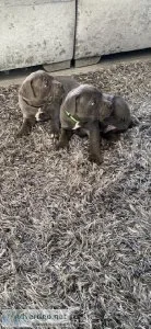 Staffordshire bull terrier for sale