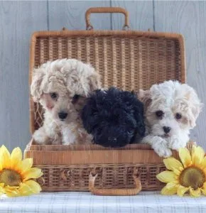 Wonderful Cavachon puppies