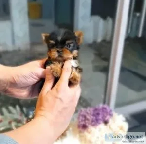 Wholesome Yorkie Puppies for sale