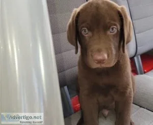 Labrador English AKC
