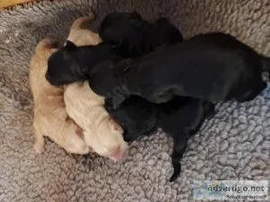 Goldendoodle Puppies