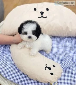 Teacup poodles for adoption