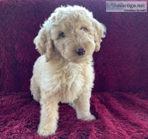 Edward the Goldendoodle