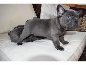 French Bulldog Puppies