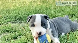 Ready to leave american bully puppies
