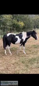 Gypsy cross gelding