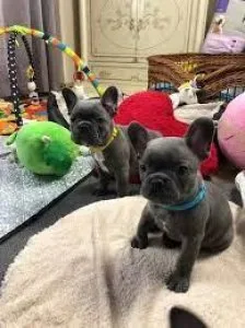 AKC French Bulldog Puppies for sale