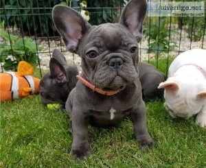 French Bulldog Puppies for sale