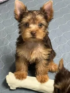 Yorkie Puppies for sale