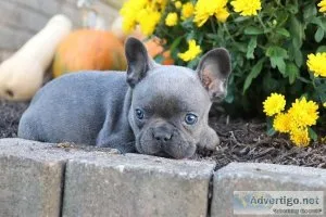 KC French Bulldog Puppies