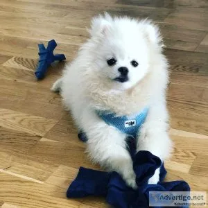 Westie