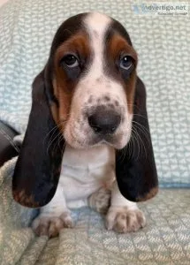 AKC Basset Puppies