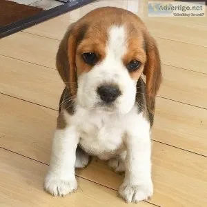 beagle puppies for sale