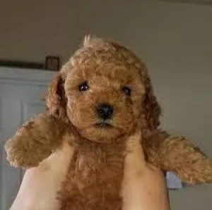 GoldenDoodle Puppies for sale