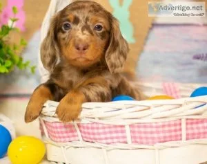 Mini Dachshund Puppies