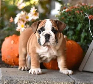 Beautiful english bulldog puppies.