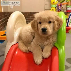 Golden Retriever AKC Registered