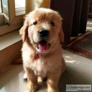 Golden Retriever puppies For Sale