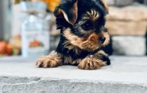 phenomenal Yorkie Puppies