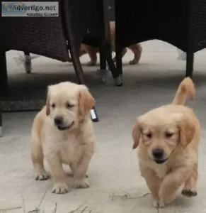 Gorgeous and Friendly Golden Retriever Puppies Puppies