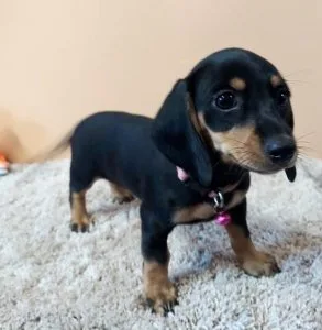 Lovely Dachshund puppies.