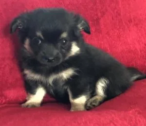 Chihuahua pups for a warm loving home.