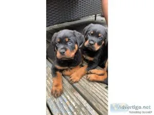 best Rottweiler Puppies Ready for joyful families