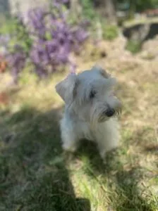 Miniature Schnauzer Puppies
