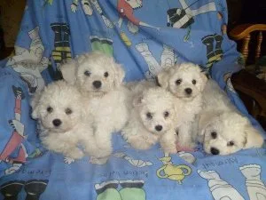 Delightful little Bichon frise for sale