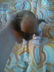 small males chihuahua puppies