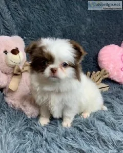 Small chihuahua puppy for sale
