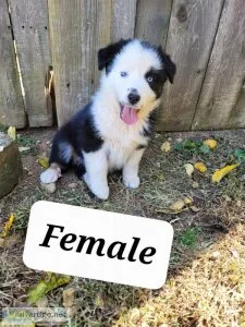 Australian Shepherd Black Tri Female (Spook)