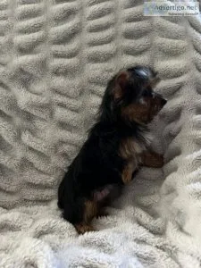 Female yorkie
