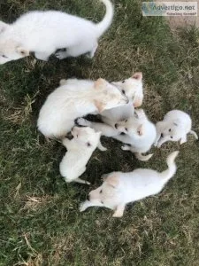 White German Shepard