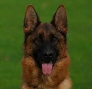 German Shepherd Dogs Puppies for Sale in New Jersey