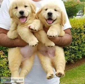 Golden Retriever puppies for sale