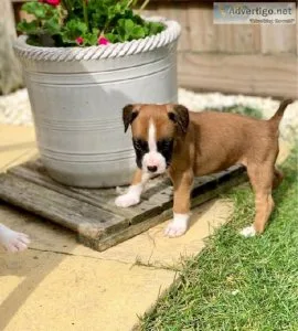 Very intelligent Boxer pups for sale