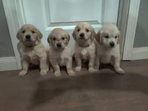 Golden Retriever Babies Ready