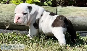 lovely English Bulldog puppies