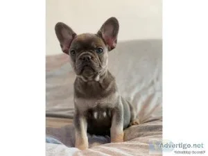 admired French Bulldog Puppies Ready