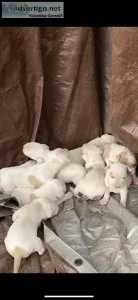 Pitbull Puppies Purebred