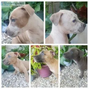 American Staffordshire terrier puppies