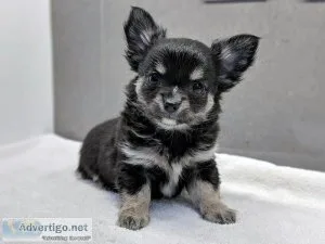 Beautiful chihuahua puppies for sale